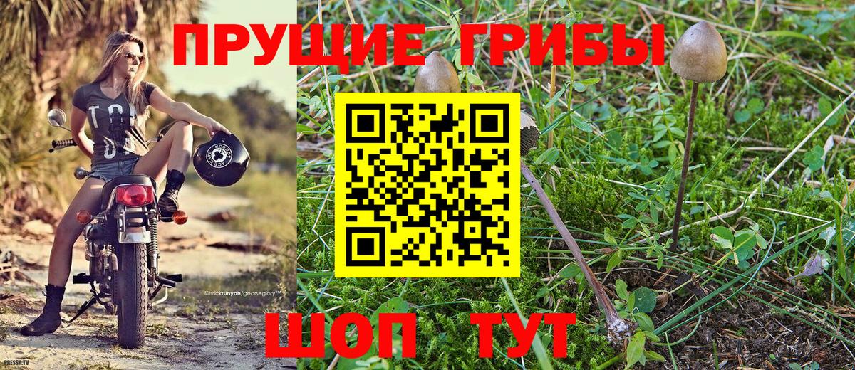 Заречный  Псилоцибиновые грибы мицелий  Вход с VPN 